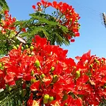 Paradise Gardens *
