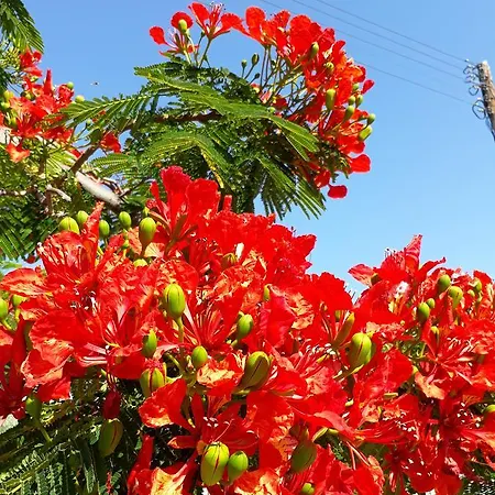 Paradise Gardens *