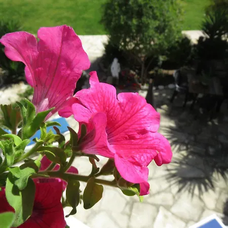 Paradise Gardens * パ フォス